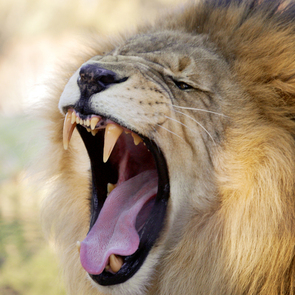 Africa_29907_0